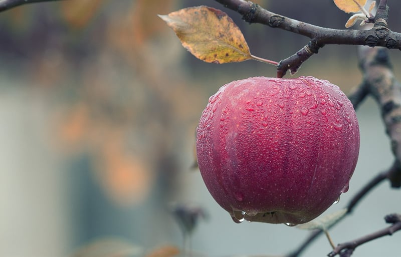 Fresh Apples